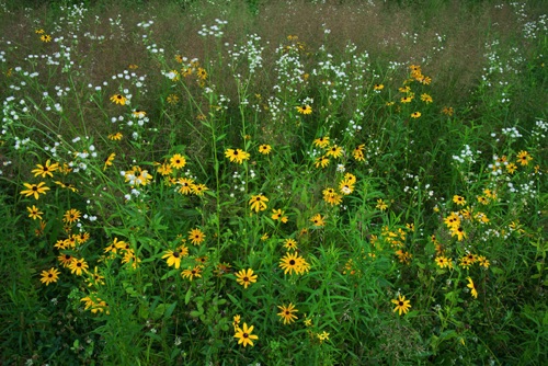 \Wildflowers, Delaware Water Gap National Recreation Area (8320 SA).jpg